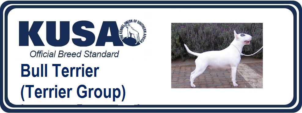 Bull terrier 2024 breed standard