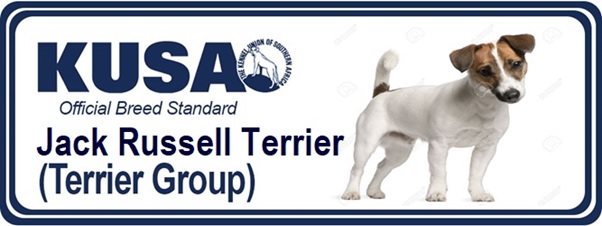 Jack Russell Terrier