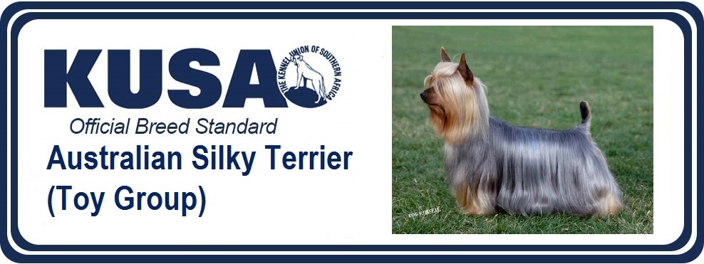 are australian silky terrier aggressive