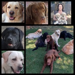 ALBERDEN (Retriever Labrador)