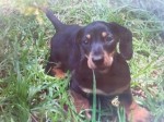 ZILLENBERG (Dachshund Min Smooth)