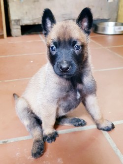MS. D.M.C PETITPREZ (Belgian Shepherd Malinois)