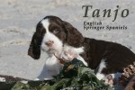 TANJO (English Springer Spaniel)
