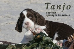 TANJO (English Springer Spaniel)