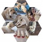 ALACUTE (Retriever Labrador)