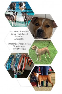 AZTRAZAR (American Staffordshire Terrier)