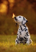 DALLMALLI (Dalmatian)