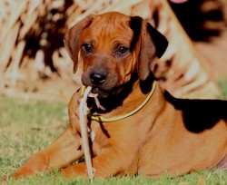 HOOIEKRAAL (Rhodesian Ridgeback)