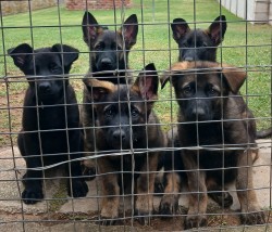 VAN TIEKERHOOK-ZAF (German Shepherd)