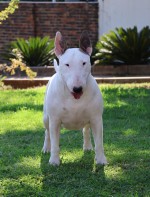 HERDRE (Bull Terrier) HERDRE (Bull Terrier)