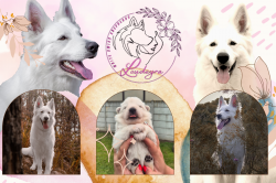 LOUDEYRA (White Swiss Shepherds)