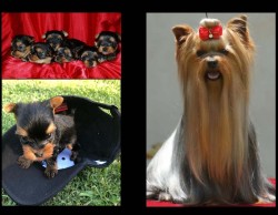 COUNTRYBLU (Yorkshire Terrier)