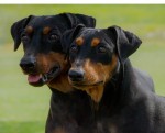 DARLINDP (German Pinscher)