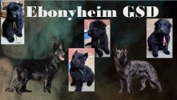 EBONYHEIM (German Shepherd)