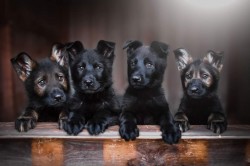 HAUSBENDE (German Shepherd Dog)