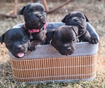 RIVERCANEN (Staffordshire Bull Terrier) RIVERCANEN (Staffordshire Bull Terrier)