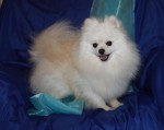 BROWDEEN (Pomeranian) BROWDEEN (Pomeranian)