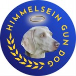 HIMMELSEIN (Weimaraner) HIMMELSEIN (Weimaraner)
