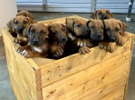 CAPYNSIS (Rhodesian Ridgeback)