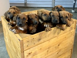 CAPYNSIS (Rhodesian Ridgeback)