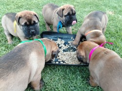 SARMARI (Bullmastiff)