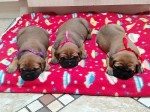 SARMARI (Bullmastiff) SARMARI (Bullmastiff)
