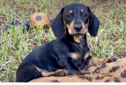 CONKASHA (Dachshund Min Smooth)