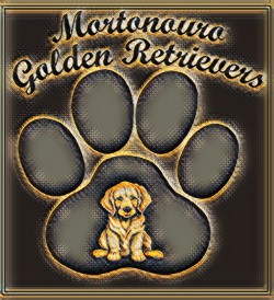 MORTONOURO (Golden Retriever)