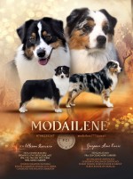 MODAILENE (Australian Shepherd)