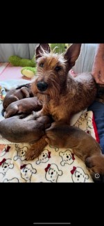 AILIMICK (Irish Terrier) 