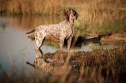 GLENMOON (Short haired Pointer)