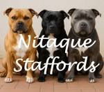 NITAQUE (Staffordshire Bull Terrier)
