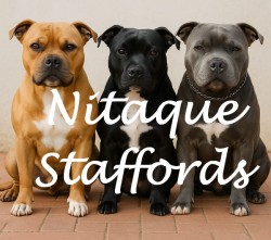 NITAQUE (Staffordshire Bull Terrier)