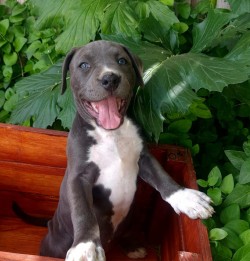 BELLAHTRIEX (American Staffordshire Terrier)