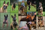LAMNIK (Belgian Shepherd Malinois)