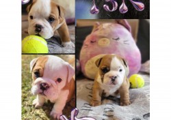 MR. J.M DEYSEL (Bulldog)