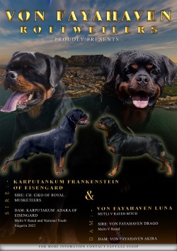 VON FAYAHAVER (Rottweiler)