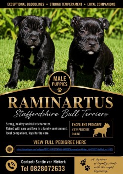 RAMINARTUS (Staffordshire Bull Terrier)