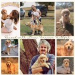 JOMQATANQATON (Golden Retriever)