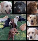 ALBERDEN (Retriever Labrador)