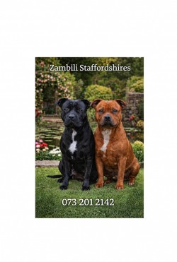 ZAMBILI (Staffordshire Bull Terrier)