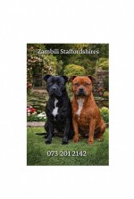 ZAMBILI (Staffordshire Bull Terrier) ZAMBILI (Staffordshire Bull Terrier)