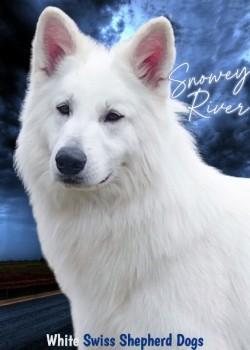 SNOWEYRIVER (White Swiss Shepherd Dog)