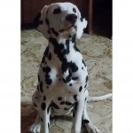 ZAMOZM (Dalmatian) ZAMOZM (Dalmatian)