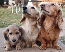 BERGENLEAGH (Dachshund ML Haired)