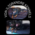 VON ILZGRANDRE (Rottweiler) VON ILZGRANDRE (Rottweiler)