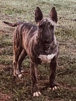 APORIA (Bull Terrier) APORIA (Bull Terrier)