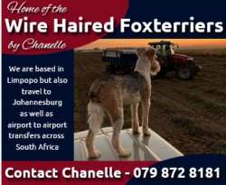 MS.C. PAINTER Fox Terrier (Wire Haired)