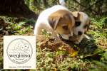 WEQINISO (Jack Russell Terrier)