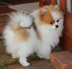 BROWDEEN (Pomeranian)